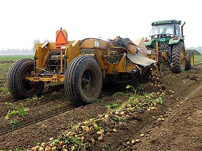 荷兰803土豆农药残留