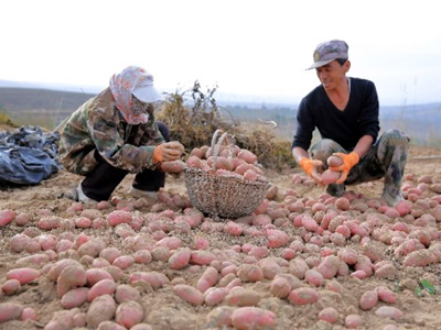 红芽芋多少钱一斤