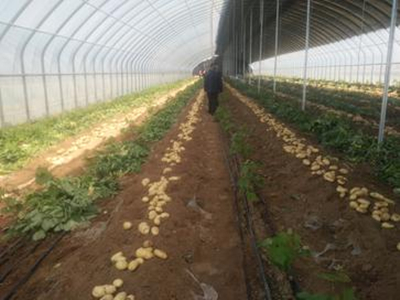 春土豆种植技术与管理