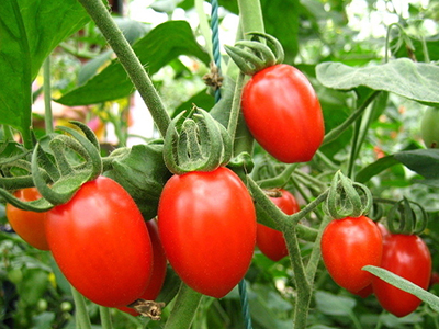 新疆大红番茄种子批发