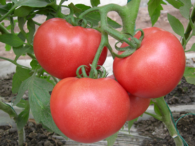金鹏西红柿育种技术