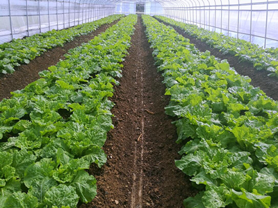 荷兰803土豆施肥技术