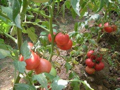 黑圆茄育种技术