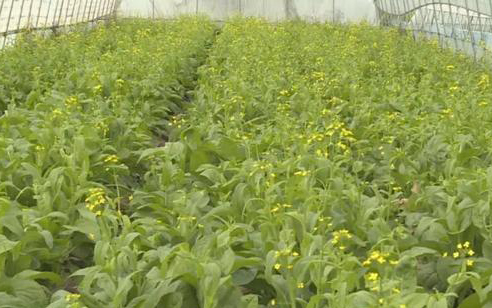 芹菜种植与栽培技术